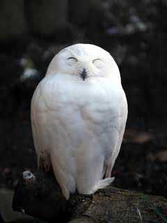メンフクロウとかいうホラーじみた生き物 Jのログ おんjまとめブログ