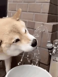 今日も動物gifスレまとめたンゴ Jのログ おんjまとめブログ