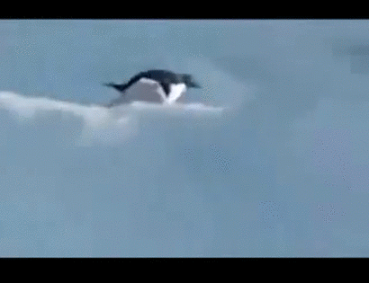 ペンギン 二足歩行か こいつもペンギンやな Jのログ おんjまとめブログ ペンギン 二足歩行か こいつもペンギンやな Jのログ おんjまとめブログ