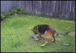 動物gifって卑怯だよな Jのログ おんjまとめブログ 動物gifって卑怯だよな Jのログ おんjまとめブログ