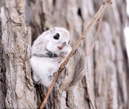 画像 モモンガ飼ってるから見てくれ Jのログ おんjまとめブログ