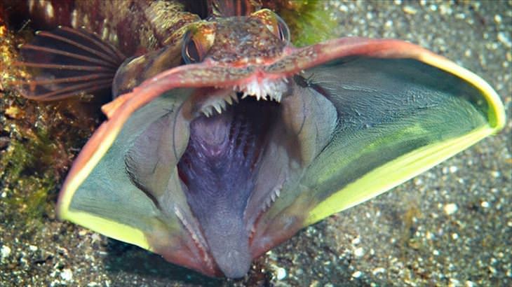深海生物とかいうガチのマジでキモい生命群 Jのログ おんjまとめブログ