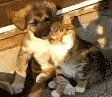 動物gifって卑怯だよな Jのログ おんjまとめブログ