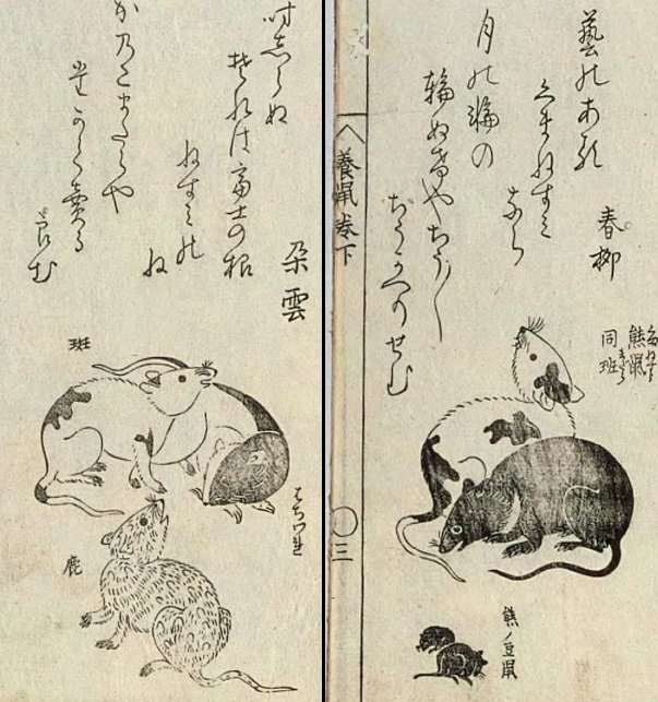 悲報 江戸時代の日本人さん ドブネズミの美しさでマウントとっていた なんj歴史部 2ch歴史まとめブログ 悲報 江戸時代の日本人さん ドブネズミの美しさでマウントとっていた なんj歴史部 2ch歴史まとめブログ