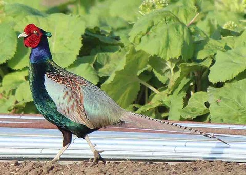 中国は国鳥を指定していない！その原因が日本ってマジか