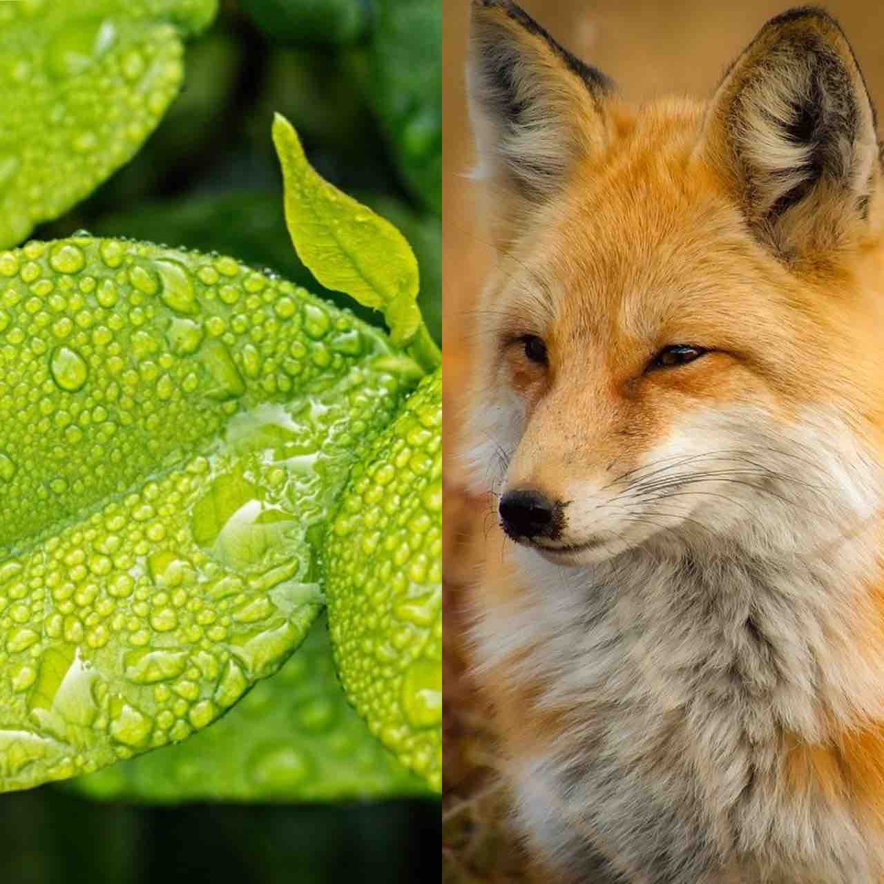 動物極植物極由来: 極体 卵子 – HLIQJG