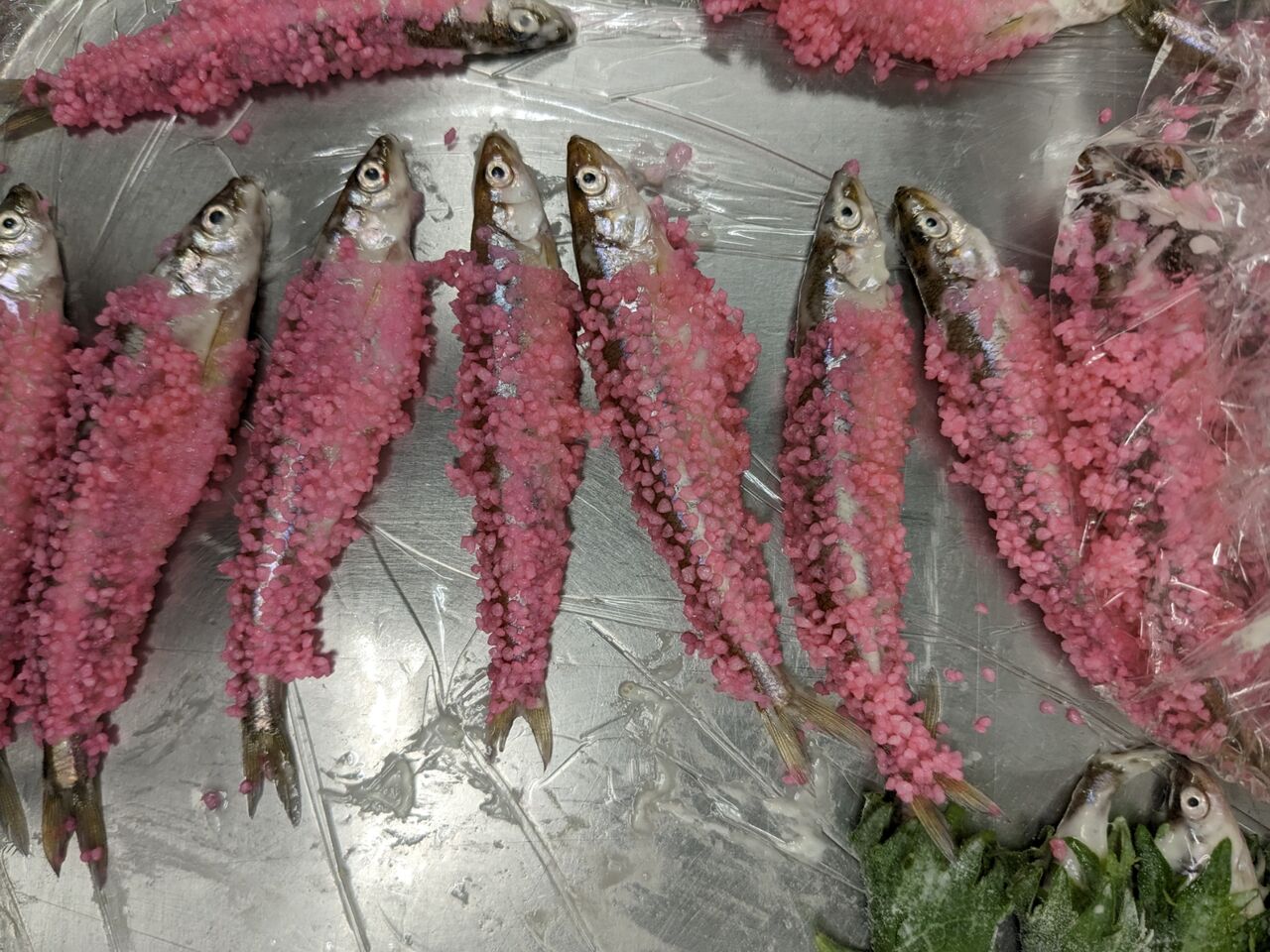 『公魚』 なんの 魚か わかりますか？ : おもてなし係 山さんの徒然日記