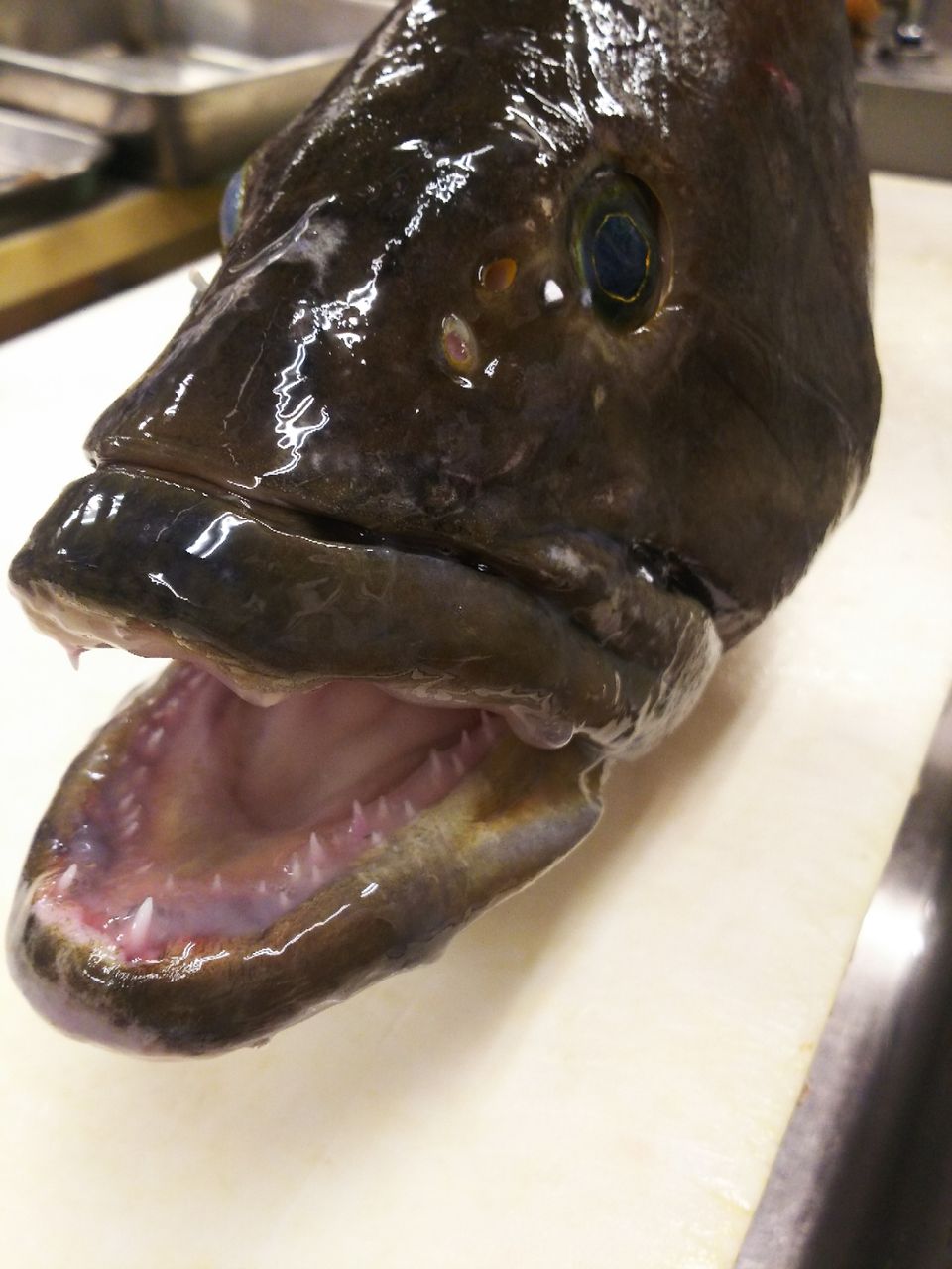 クエを食ったら 他の魚は食えん おもてなし係 山さんの徒然日記