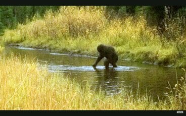 【東スポ伝】米ニューハンプシャー州の小川でビッグフットらしき生き物が撮影されるＷＷＷＷＷＷＷＷ