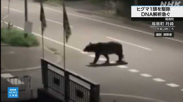 【DNA解析】男性襲ったとみられるクマ、4年前に女性襲って死亡させたクマと同一個体と判明　北海道・福島町　