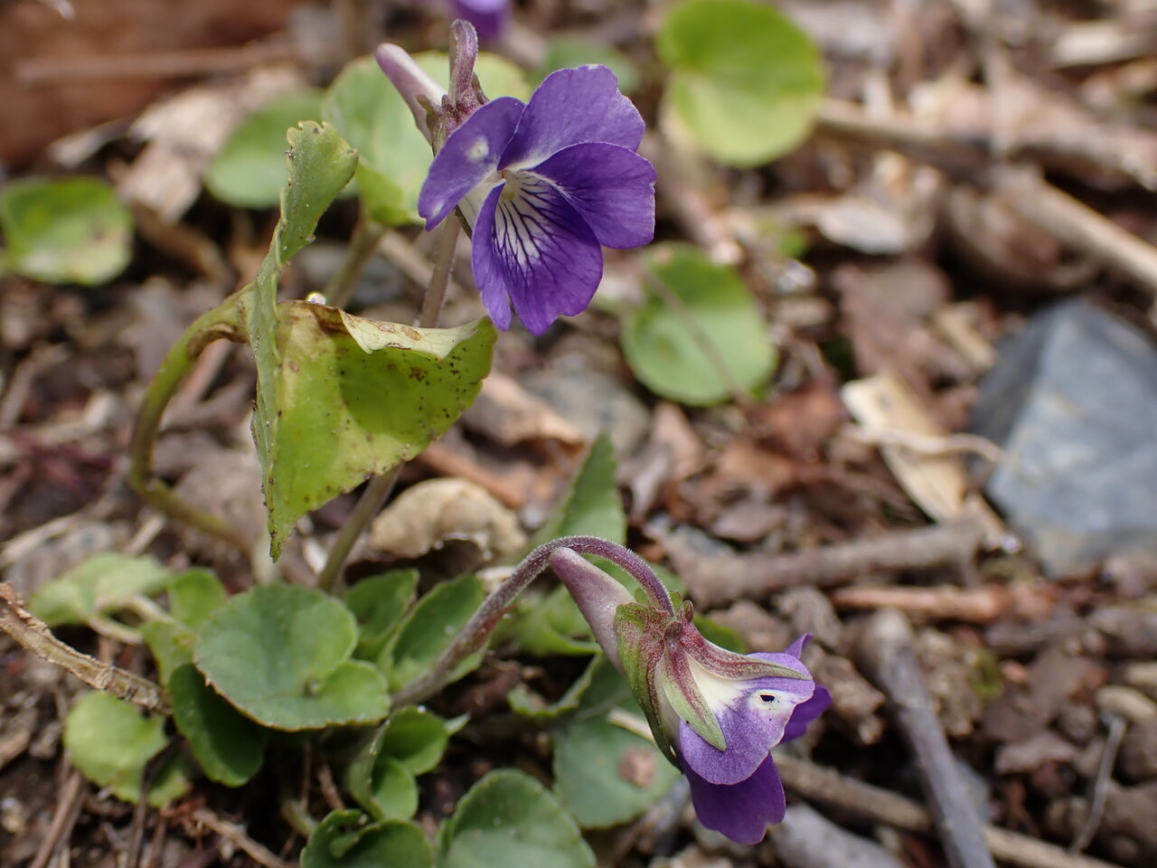 けいはんなヒサカキの花 : きのこ時々馬と鹿