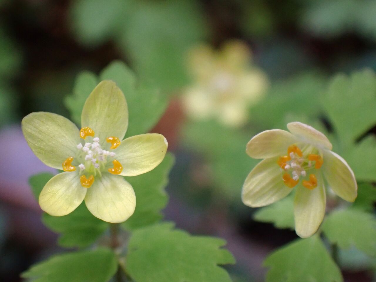 赤目滝の小さな花たち : きのこ時々馬と鹿