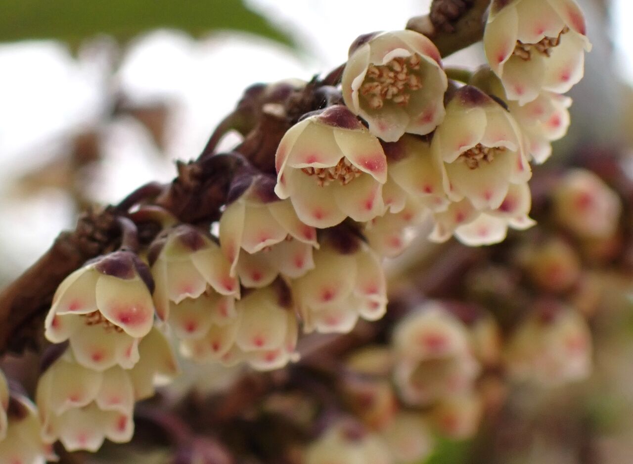 けいはんなヒサカキの花 : きのこ時々馬と鹿