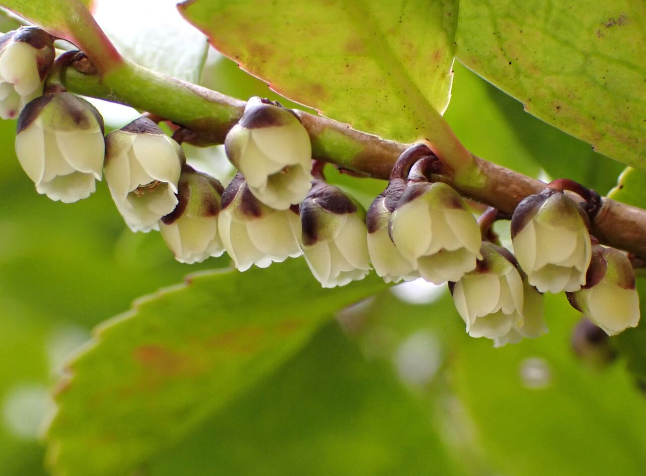 けいはんなヒサカキの花 : きのこ時々馬と鹿
