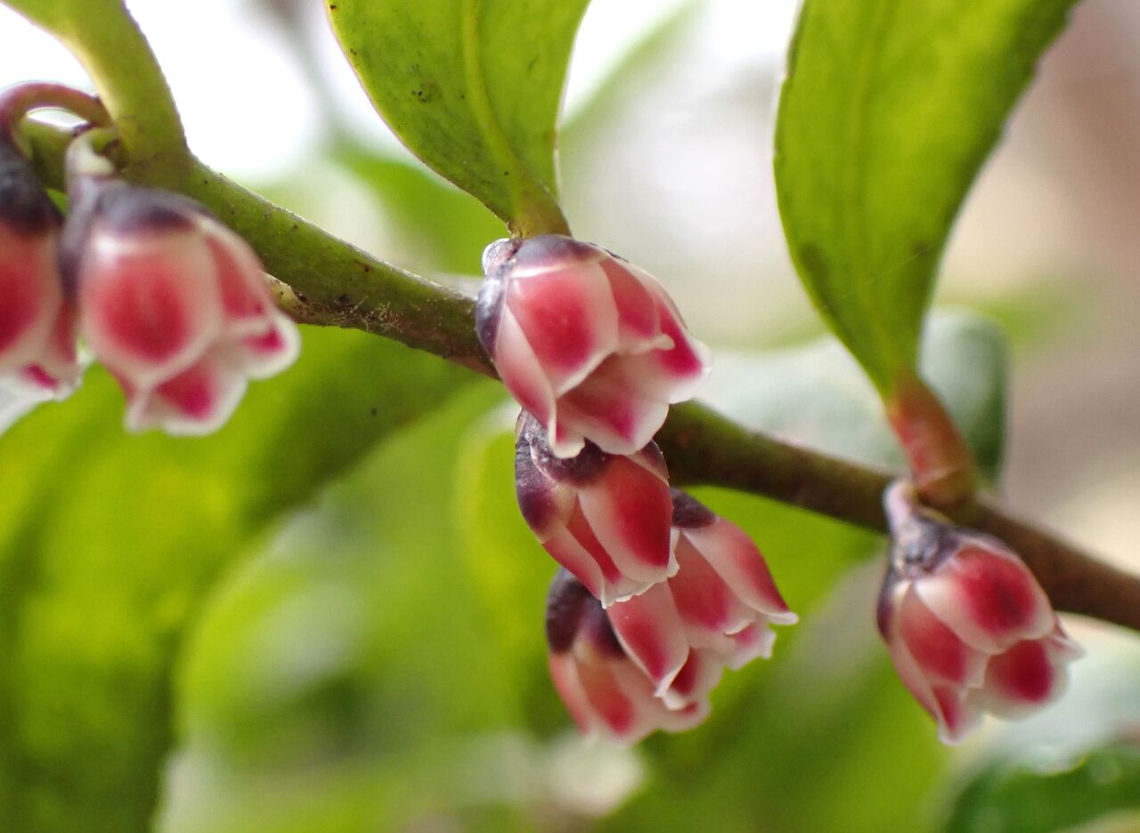 けいはんなヒサカキの花 : きのこ時々馬と鹿