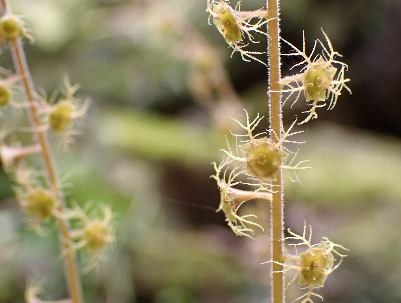 赤目滝の小さな花たち : きのこ時々馬と鹿