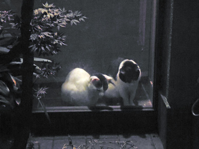 子シロ&子シロクロ(水墨画のような1枚)