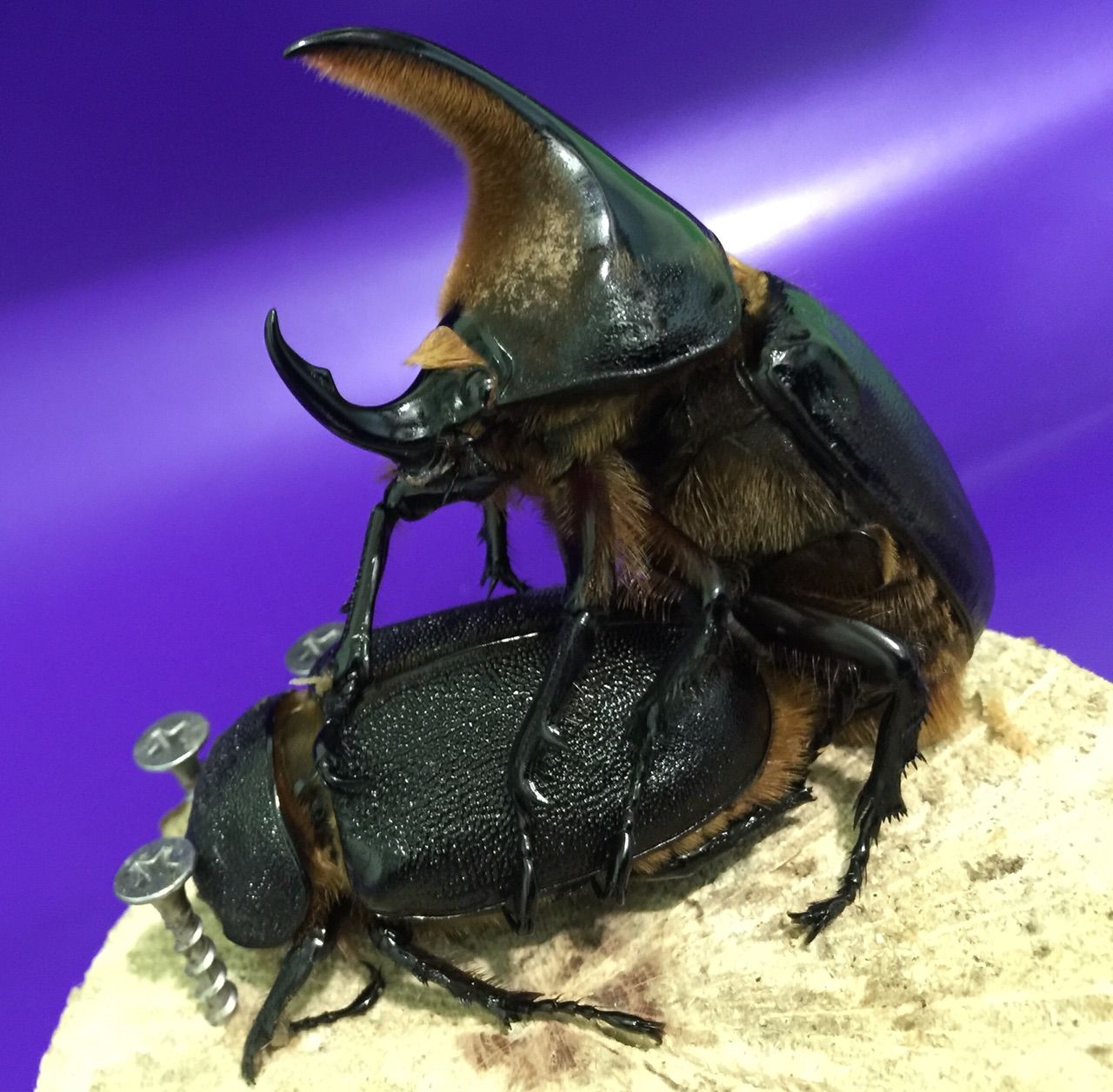 サタンオオカブト始動 Sukoburi サタンオオカブト始動 Sukoburi