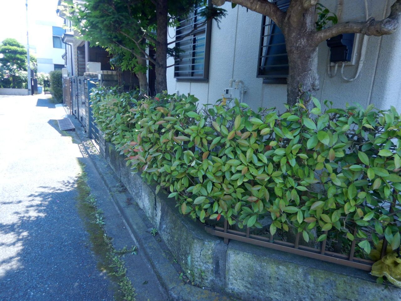 自宅垣根 ベ二アカメ の剪定をした 堀池喜一郎 すこやの工作室日記