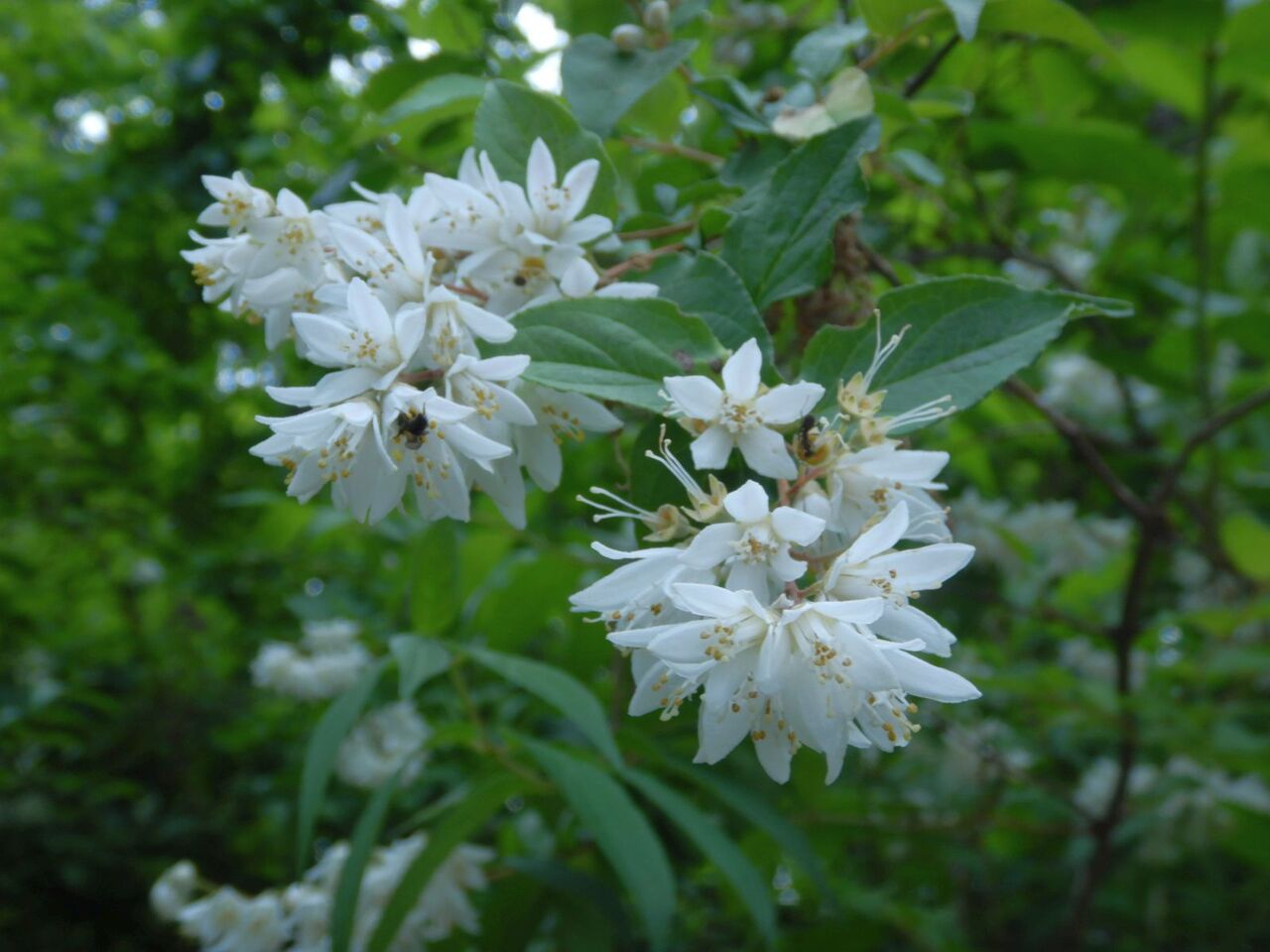 Walking2519 井の頭公園の花と水を見て歩く4 5 堀池喜一郎 すこやの工作室日記
