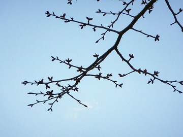 220316桜の枝につぼみ膨らむ2
