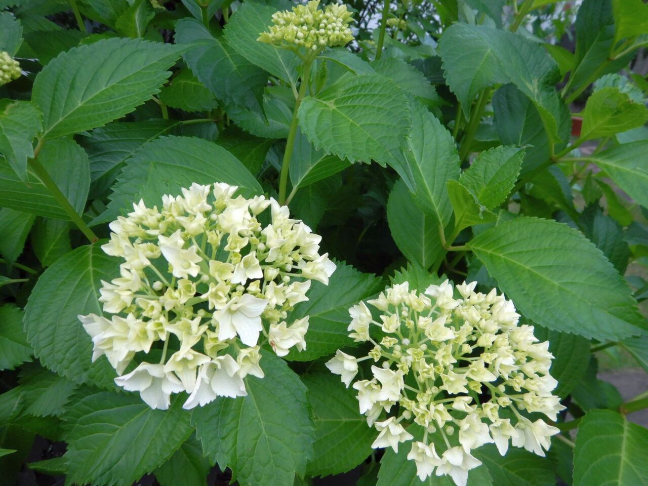 Walking2519 井の頭公園の花と水を見て歩く4 5 堀池喜一郎 すこやの工作室日記