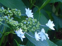 200607Walk¤¢¤¸¤µ¤¤ÊÔ¤¢¤¸¤µ¤¤