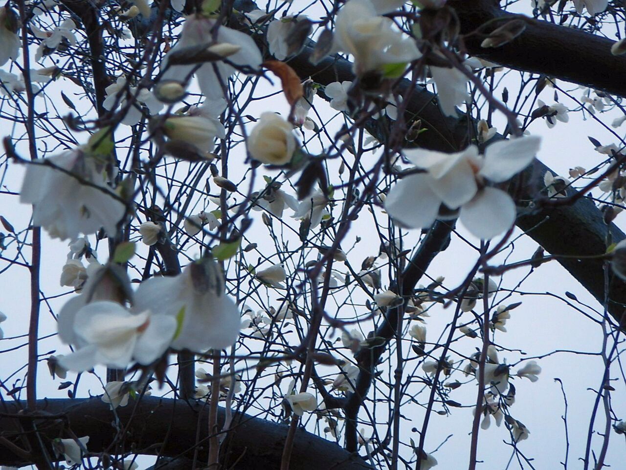 コブシの大木が開花 これが散ると桜が咲く 堀池喜一郎 すこやの工作室日記