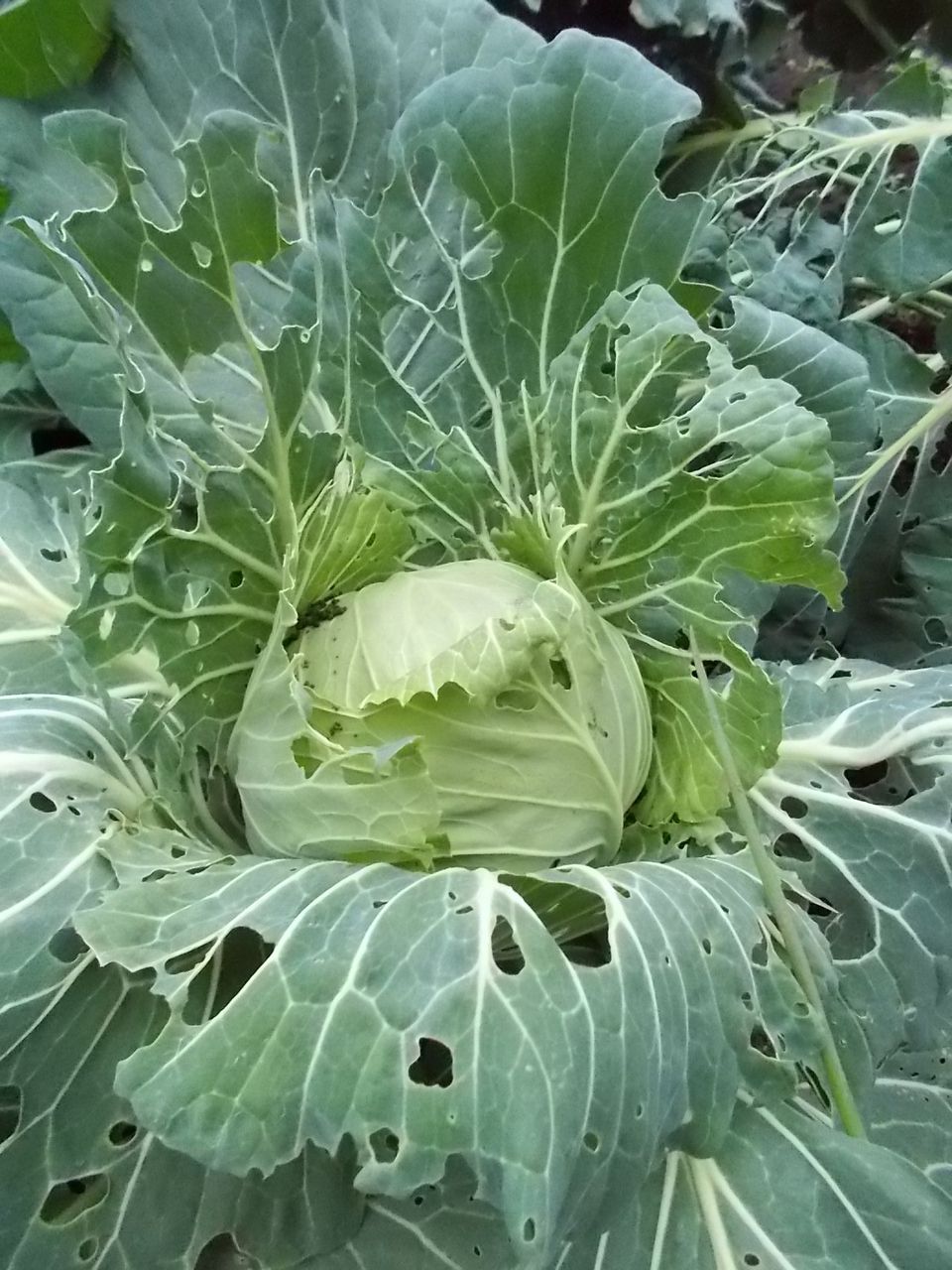 菜園生活 青虫駆除 界面活性剤噴霧で効くか 堀池喜一郎 すこやの工作室日記 菜園生活 青虫駆除 界面活性剤噴霧で効くか 堀池喜一郎 すこやの工作室日記