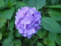 200708WALK¤¢¤¸¤µ¤¤¸ø±à¤¢¤¸¤µ¤¤