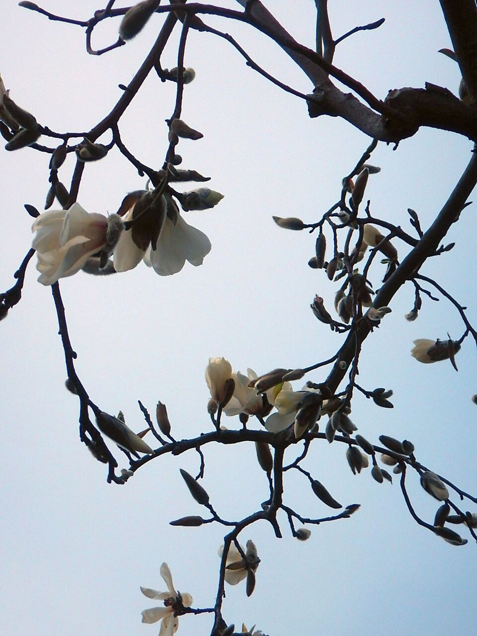 辛夷 こぶし の花が咲いたらしいので 堀池喜一郎 すこやの工作室日記