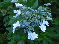 200708WALK¤¢¤¸¤µ¤¤¸ø±àËÏÅĤβֲÐ