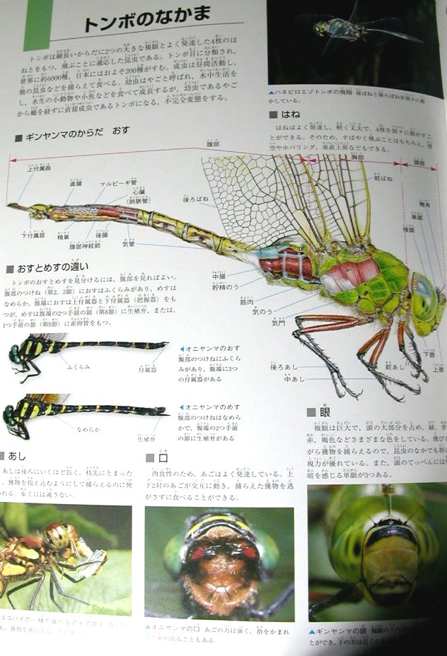 とんぼの解剖図のある本 Dokotake Note とんぼの解剖図のある本 Dokotake Note