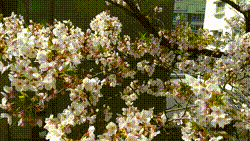 sakura