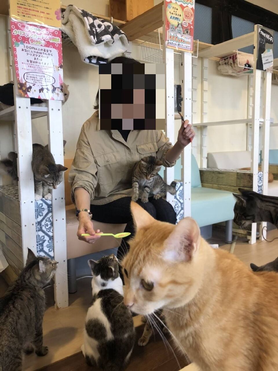 保護猫カフェ スタッフブログ