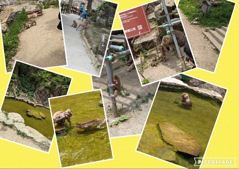 Collage 2024-06-19 11_35_47