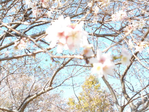DSCN5018