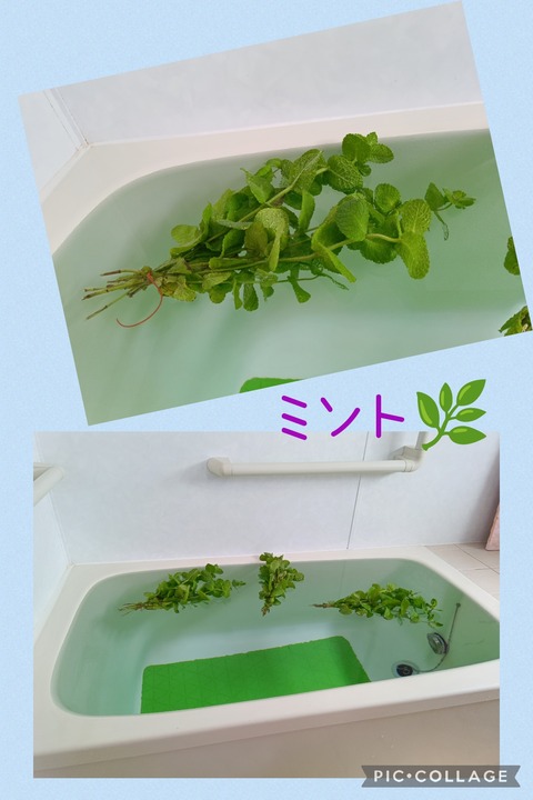 Collage_2025-07-26_14_04_08