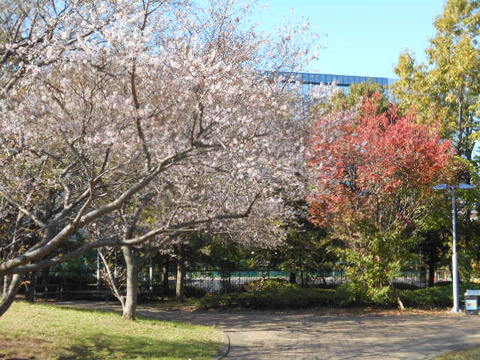 DSCN5017