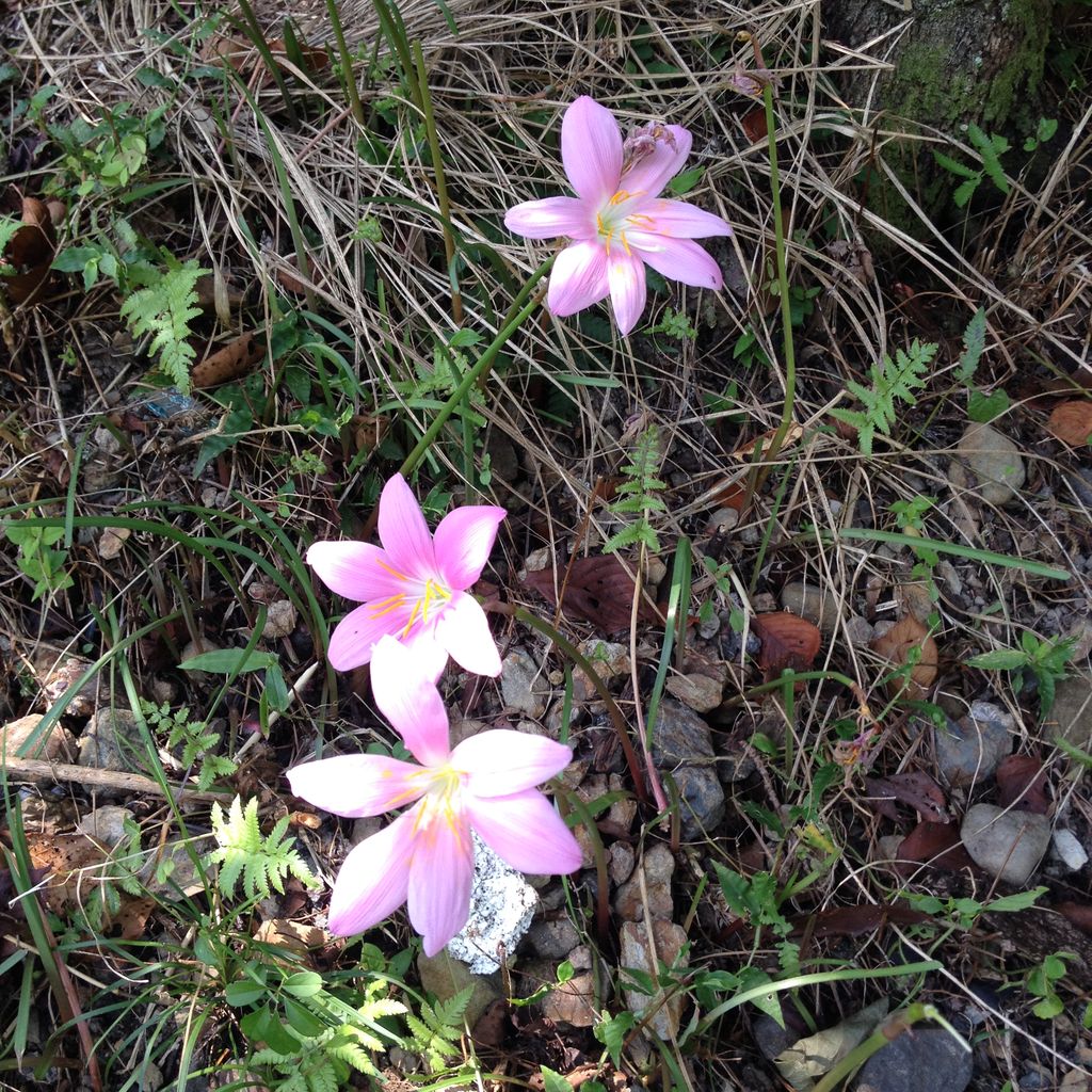雨にあわせて咲くピンクの彼岸花 ひがんばな すくもちゃん新聞 高知県 宿毛市