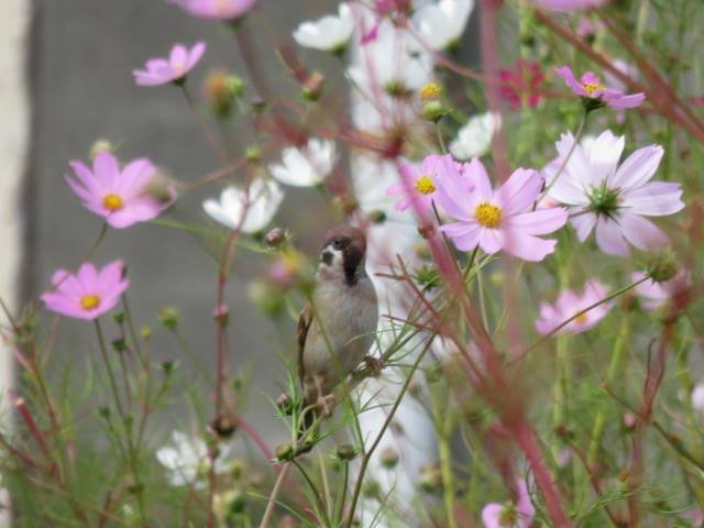 12月になりました スズメの季語 すくもちゃん新聞 高知県 宿毛市