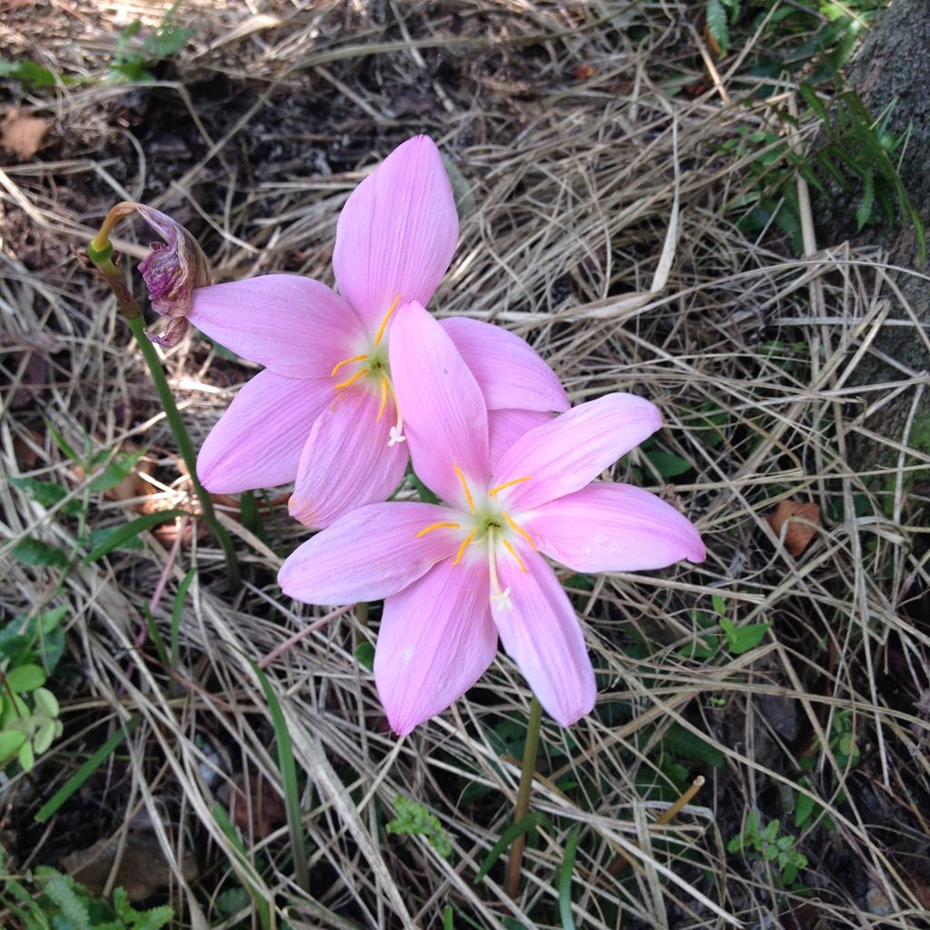 雨にあわせて咲くピンクの彼岸花 ひがんばな すくもちゃん新聞 高知県 宿毛市