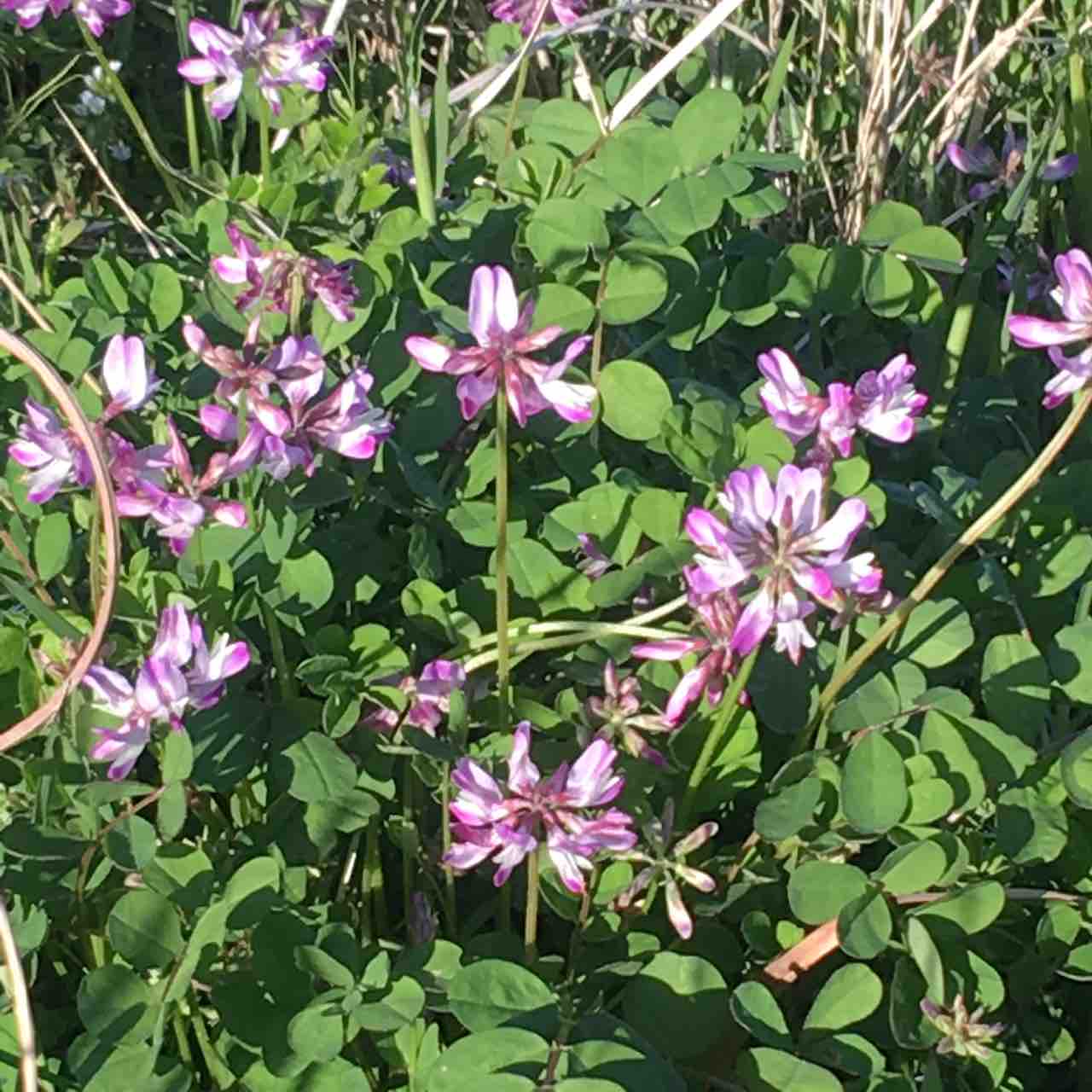 おいスク食べる 春色 れんげの花ごはん すくもちゃん新聞 高知県 宿毛市 おいスク食べる 春色 れんげの花ごはん すくもちゃん新聞 高知県 宿毛市