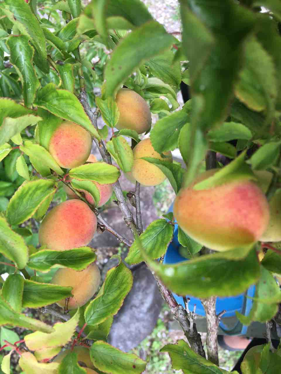 【たかこ】モビール6点 ❤︎鶴/富士山/梅/松❤︎クジラ❤︎お月見❤︎カモメ❤︎ 他 フォロワー様9000人ありがとうございます🌛🫧 私は今日も元気です❕