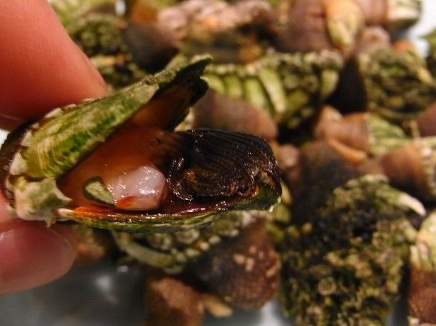 おいスク食べる 亀の手 ってどうやって食事してるか知っちょる 17 05 09 すくもちゃん新聞 高知県 宿毛市 おいスク食べる 亀の手 ってどうやって食事してるか知っちょる 17 05 09 すくもちゃん新聞 高知県 宿毛市