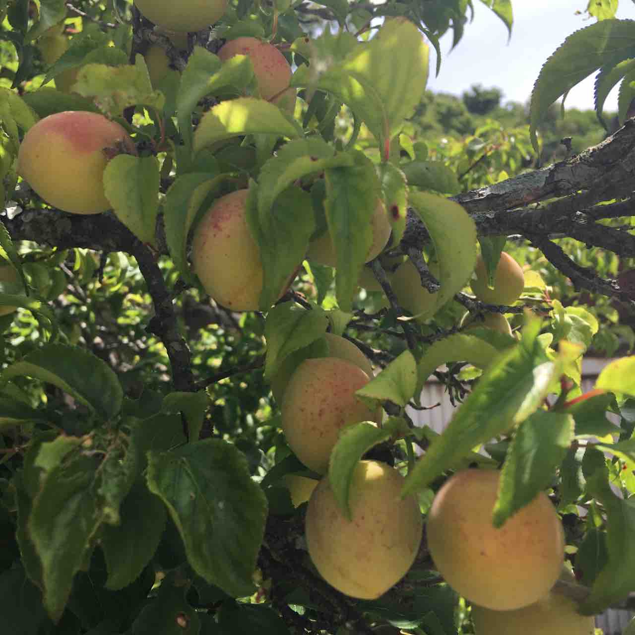 梅の初夏 ＆ 6月3日(日)は梅まつり！ : すくもちゃん新聞 （高知