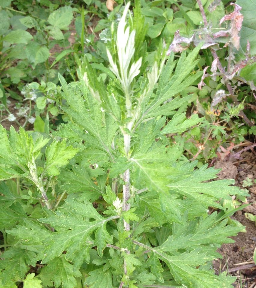 おいしいもの 宿毛よもぎ もち 16 05 30 すくもちゃん新聞 高知県 宿毛市