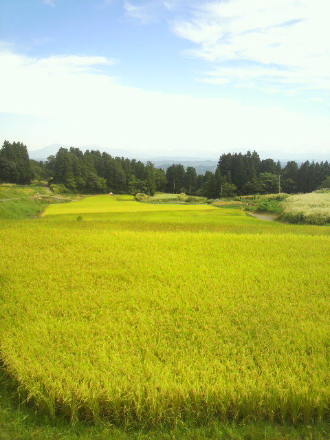 9a50d54c.jpg