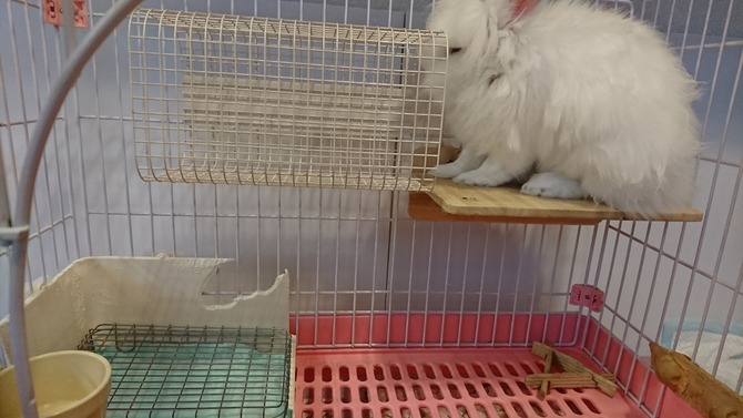 白うさぎレオちゃん Powered By ライブドアブログ