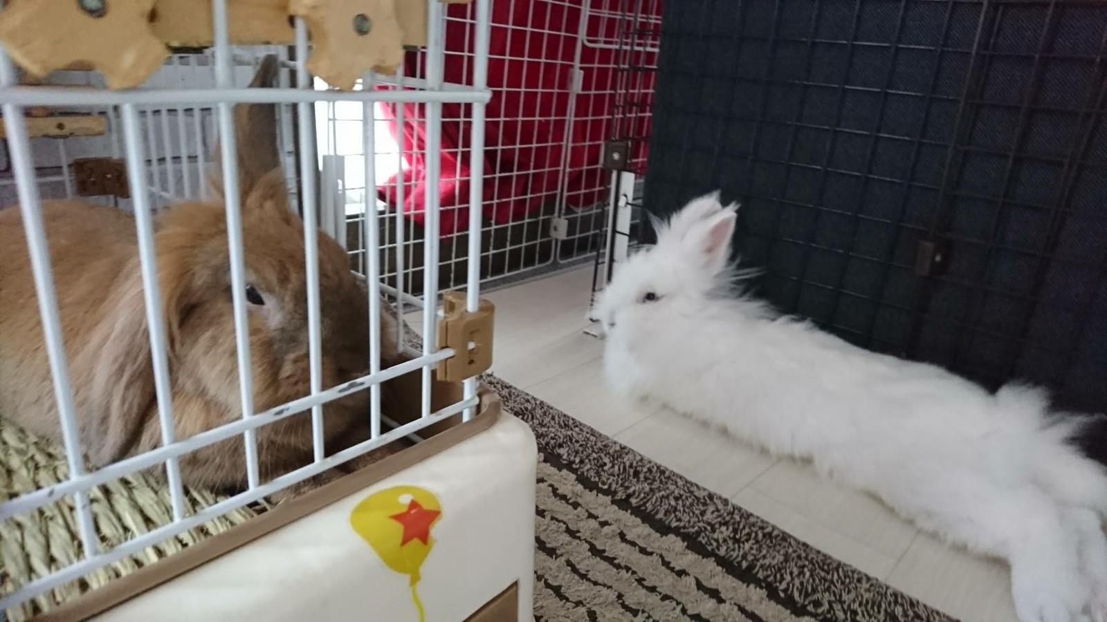 ラビたんの所に行くウサギ達 白うさぎレオちゃん